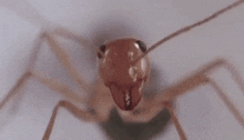 Karınca GIF