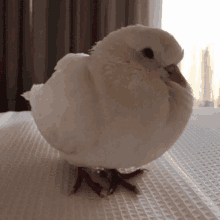 Pigeon Fluffy GIF - Pigeon Fluffy Sleepy GIFs