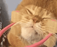 Cat Massage GIF - Cat Massage Face GIFs