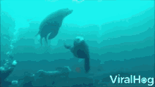 Seals Under Water GIF