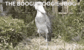 Shoebill Bird GIF - Shoebill Bird The Boogie Joogie Joog GIFs