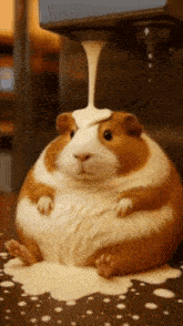 a brown and white guinea pig sitting on a table with milk pouring on it