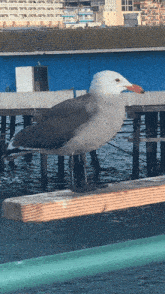 Heermann'S Gull Redondo Beech Pier GIF