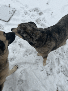 Dogs In The Snow GIF