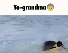 a picture of penguins on a rock with yo-grandma written above them
