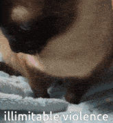 Illimitable Violence Panda Cat Violence GIF - Illimitable Violence Panda Cat Violence GIFs