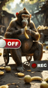 a monkey eating a banana next to an off button and a recording button
