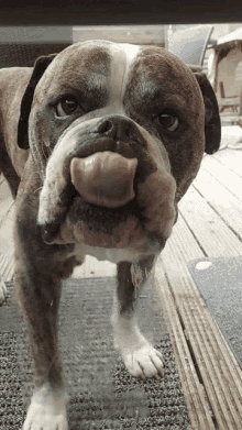 Bulldog Bulli GIF - Bulldog Bulli Dog GIFs