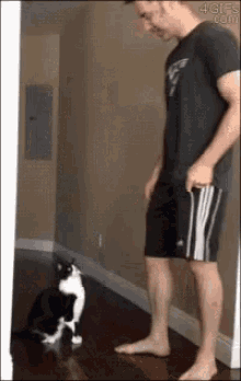 How My Cats Funny Animals GIF - How My Cats Funny Animals Pets GIFs