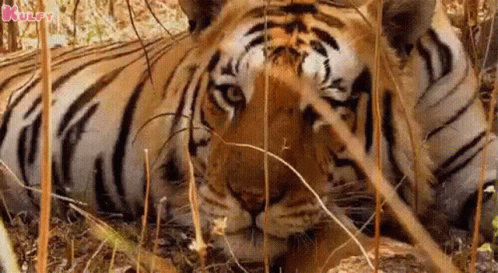 Tigers Can Imitate Other Animals Tiger Gif - Discover & Share GIFs