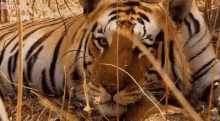 Tigers Can Imitate Other Animals Tiger GIF - Tigers Can Imitate Other Animals Tiger Gif GIFs