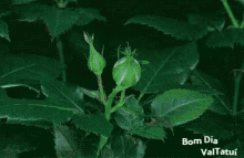 Bom Dia Valtatui Roses GIF - Bom Dia Valtatui Roses Blooming GIFs