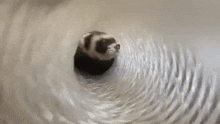 a ferret is crawling through a tunnel of a hose .