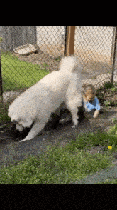 two white dogs are playing in a yard with a chain link fence in the background .