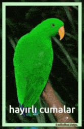 Masu Eclectus Parrot GIF - Masu Eclectus Parrot Eclectus Masu GIFs