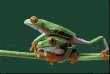 Frog Balance GIF - Frog Hug Love GIFs