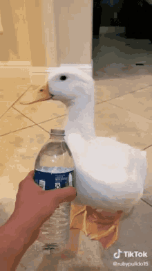 Duck Splash GIF - Duck Splash Bottle GIFs