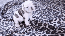 Puppy Practices Howling GIF