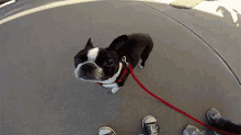 Boston Terrier GIF - Boston Terrier Dog Walk GIFs