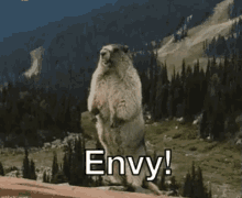 Envy Beaver GIF
