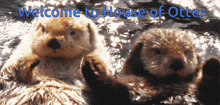 two otters are swimming in the water with the words welcome to house of otter above them