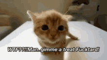 kitten gimme a treat fucktard meow happy funny