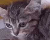Cry Cat GIF - Cry Cat Sad GIFs