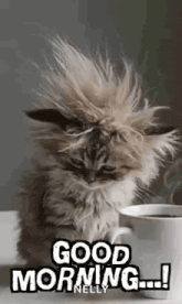 a fluffy kitten is sitting next to a cup of coffee and saying good morning .