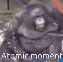 Atomic Moment GIF - Atomic Moment Mle GIFs