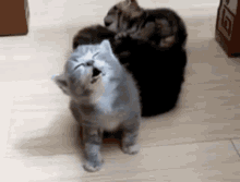 Sleep Kitty GIF - Sleep Kitty Grey GIFs