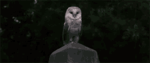 Owl Animal GIF - Owl Animal Bird GIFs