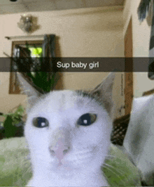 Cat Memes GIF - Cat Memes Discord GIFs