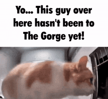 a cat is looking out of a refrigerator with the caption " yo ... this guy over here hasn 't been to the gorge yet "