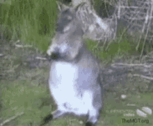 Kangaroo Eating Bird Steals Food GIF - Kangaroo Eating Bird Steals Food GIFs