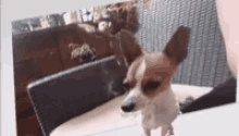 Hondes Dog GIF - Hondes Dog Shake Head GIFs