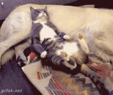 Cat Dog GIF - Cat Dog Surprise GIFs