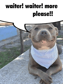 a dog wearing a bandana with a speech bubble that says " waiter waiter more please "