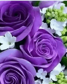 This Rose GIF