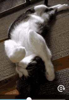 Cat Lazy GIF - Cat Lazy Silly GIFs