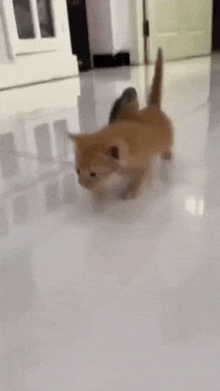 a kitten is walking on a white tile floor .