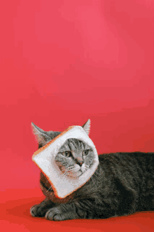 Cat Cats And Dogs GIF - Cat Cats And Dogs GIFs