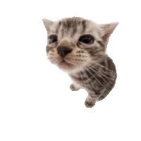 Cuh Cat Sticker - Cuh Cat Catmeme Stickers