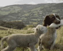 Dog Lamb GIF - Dog Lamb Cute Animals GIFs