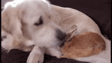 Bunny Dog GIF - Bunny Dog Golden Retriever GIFs