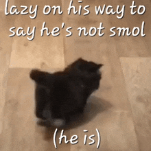 a picture of a cat with a caption that says lazy on his way to say he 's not smol ( he is )