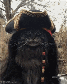 Cat Jack Sparrow GIF