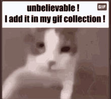 Cat Meme GIF - Cat Meme Gif GIFs