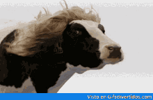 Cow Hair GIF