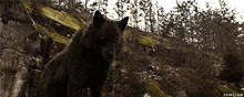 a black wolf with red eyes is standing on a rocky hillside with trees in the background and the word zainclaw at the bottom