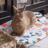 Rocky Rocky Bunny GIF - Rocky Rocky Bunny Bunny Loafing GIFs